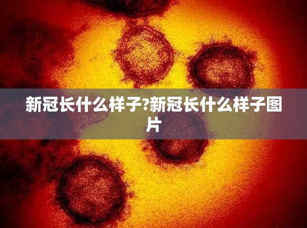 新冠长什么样子?新冠长什么样子图片