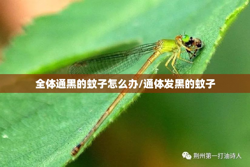 全体通黑的蚊子怎么办/通体发黑的蚊子