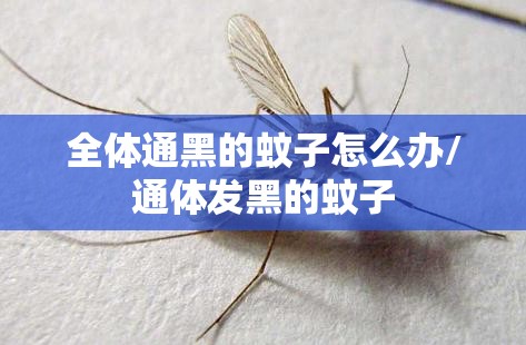 全体通黑的蚊子怎么办/通体发黑的蚊子