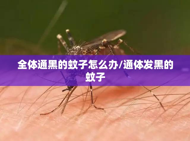 全体通黑的蚊子怎么办/通体发黑的蚊子