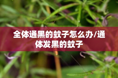 全体通黑的蚊子怎么办/通体发黑的蚊子