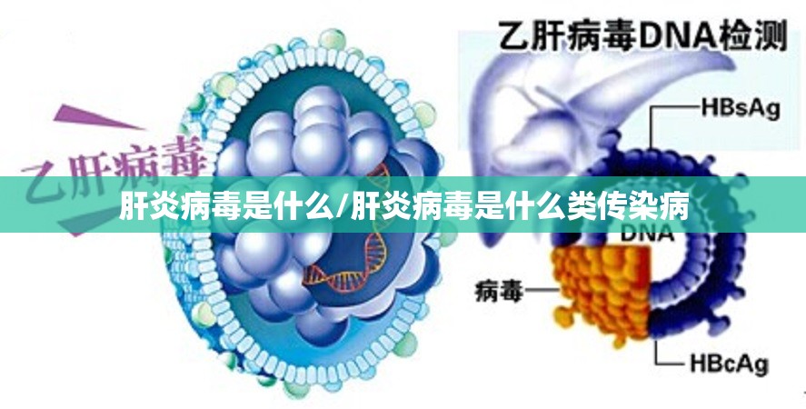 肝炎病毒是什么/肝炎病毒是什么类传染病