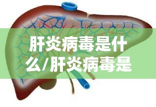 肝炎病毒是什么/肝炎病毒是什么类传染病