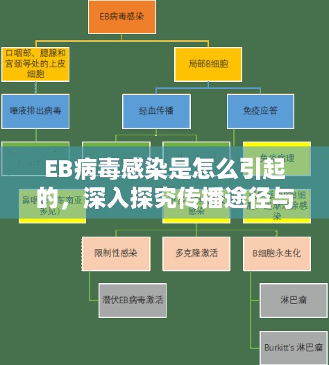 EB病毒感染是怎么引起的，深入探究传播途径与风险因素