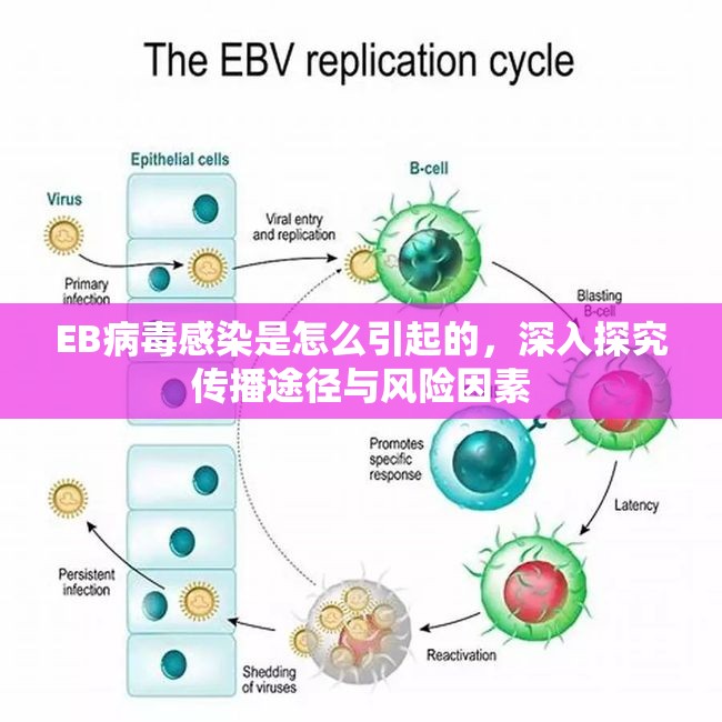 EB病毒感染是怎么引起的，深入探究传播途径与风险因素
