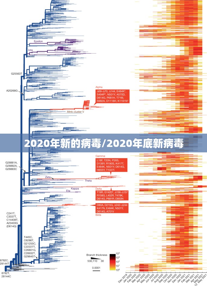 2020年新的病毒/2020年底新病毒