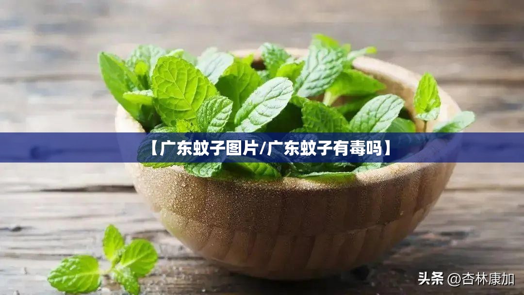 【广东蚊子图片/广东蚊子有毒吗】