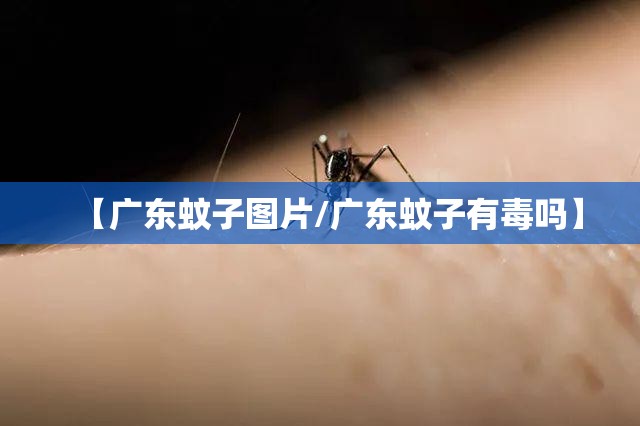 【广东蚊子图片/广东蚊子有毒吗】