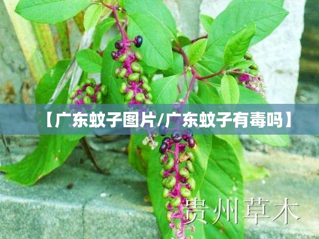 【广东蚊子图片/广东蚊子有毒吗】