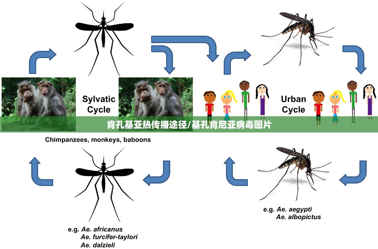 肯孔基亚热传播途径/基孔肯尼亚病毒图片