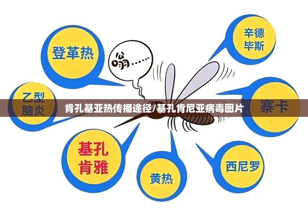 肯孔基亚热传播途径/基孔肯尼亚病毒图片