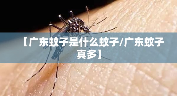 【广东蚊子是什么蚊子/广东蚊子真多】
