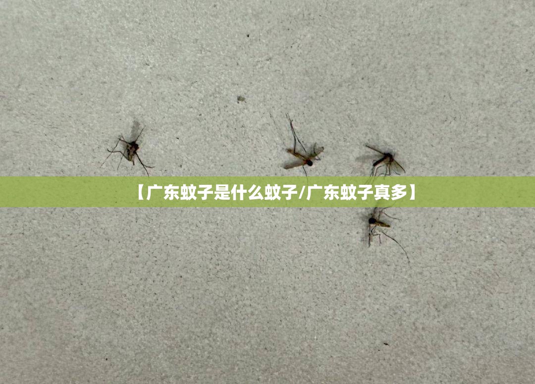 【广东蚊子是什么蚊子/广东蚊子真多】
