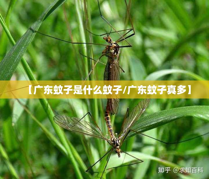 【广东蚊子是什么蚊子/广东蚊子真多】
