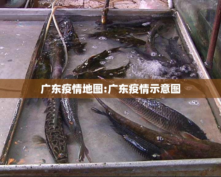 广东疫情地图:广东疫情示意图