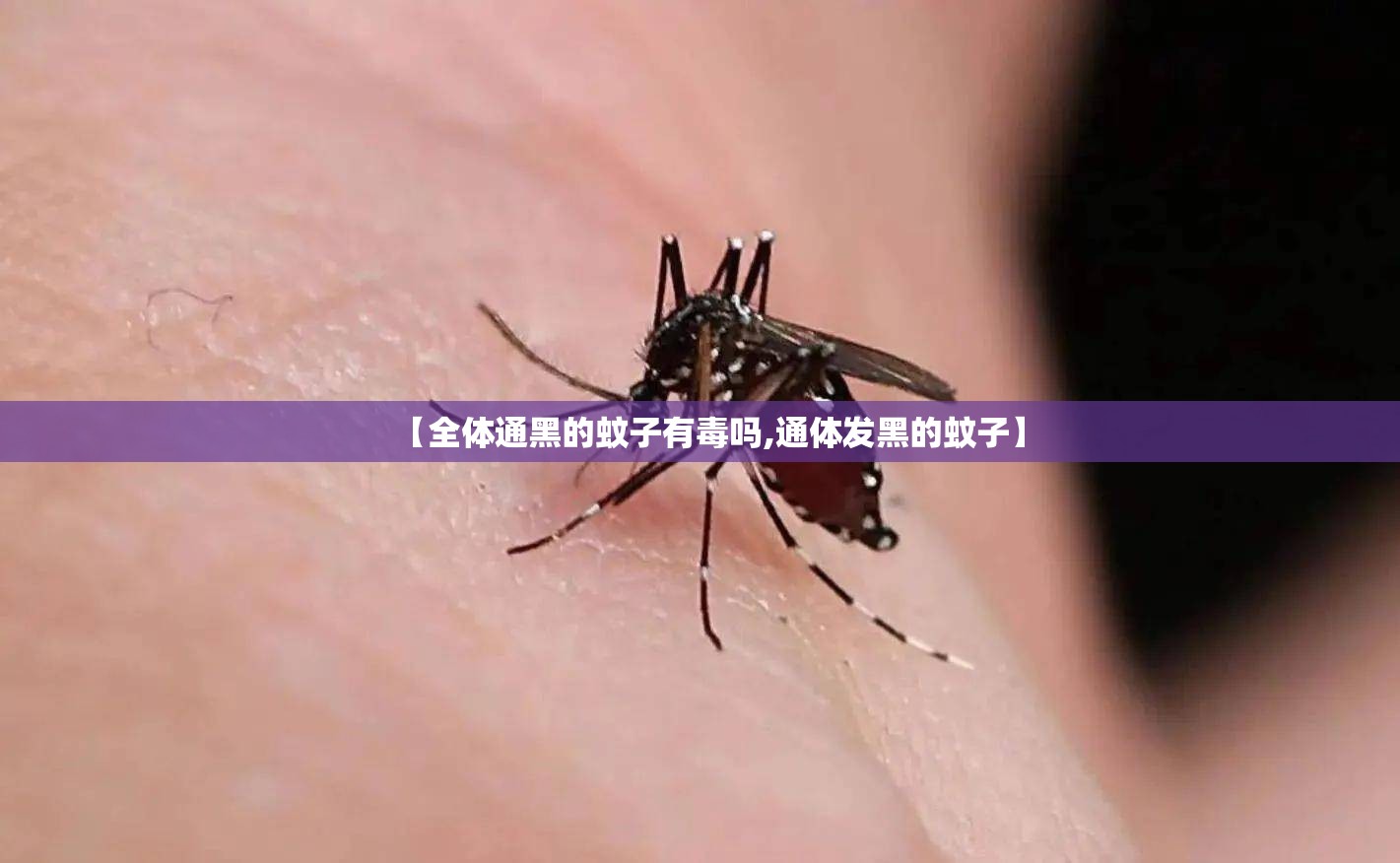 【全体通黑的蚊子有毒吗,通体发黑的蚊子】