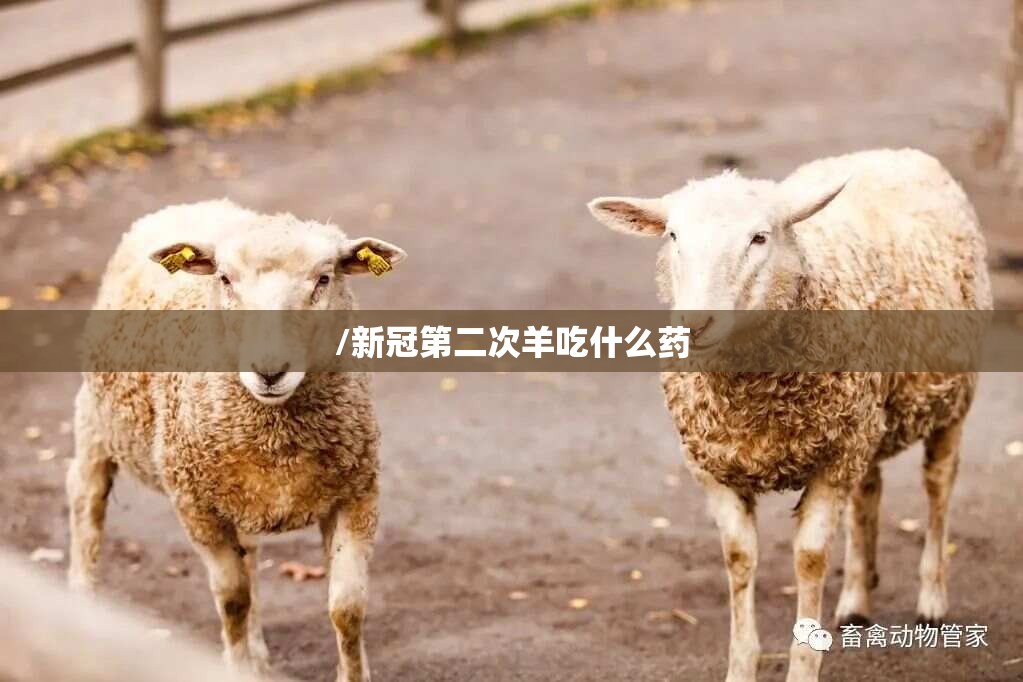 /新冠第二次羊吃什么药