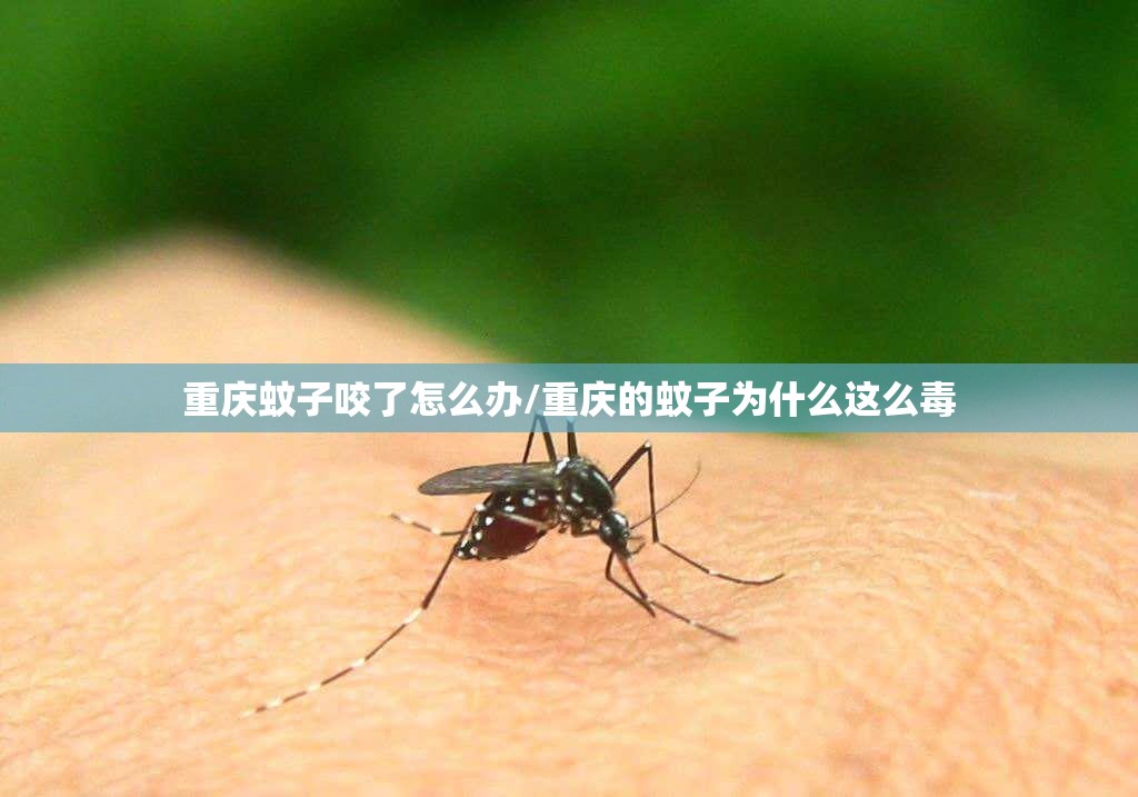 重庆蚊子咬了怎么办/重庆的蚊子为什么这么毒