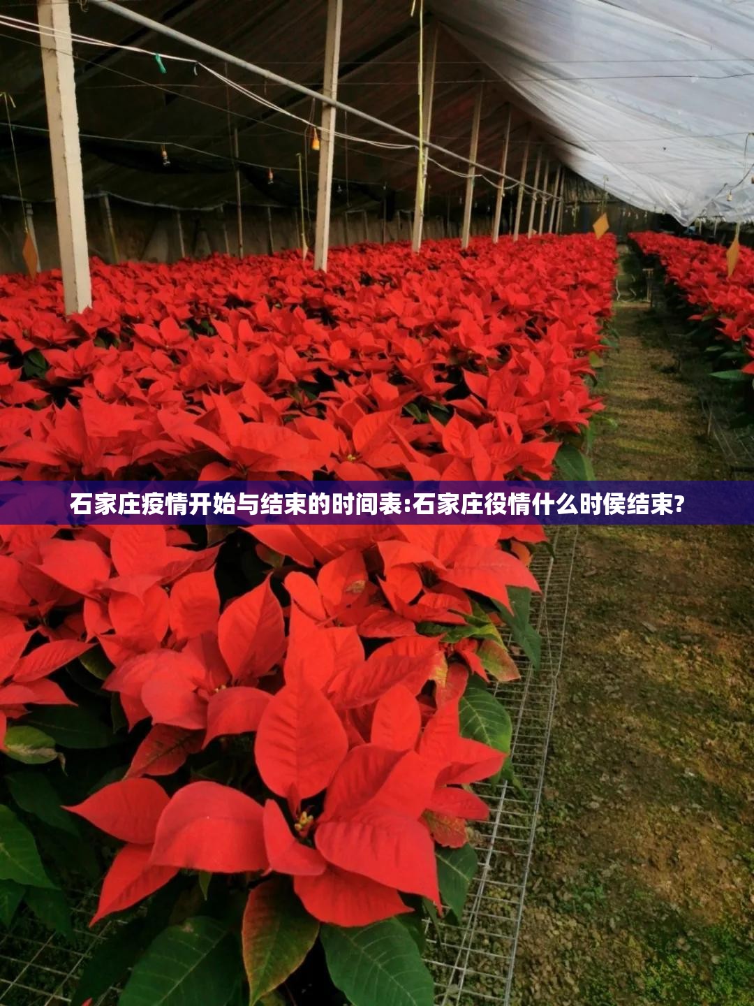 石家庄疫情开始与结束的时间表:石家庄役情什么时侯结束?
