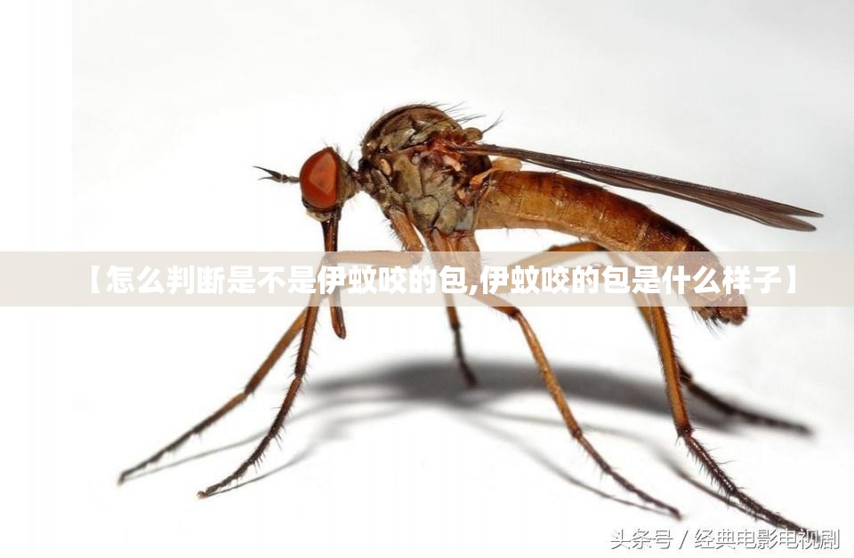 【怎么判断是不是伊蚊咬的包,伊蚊咬的包是什么样子】