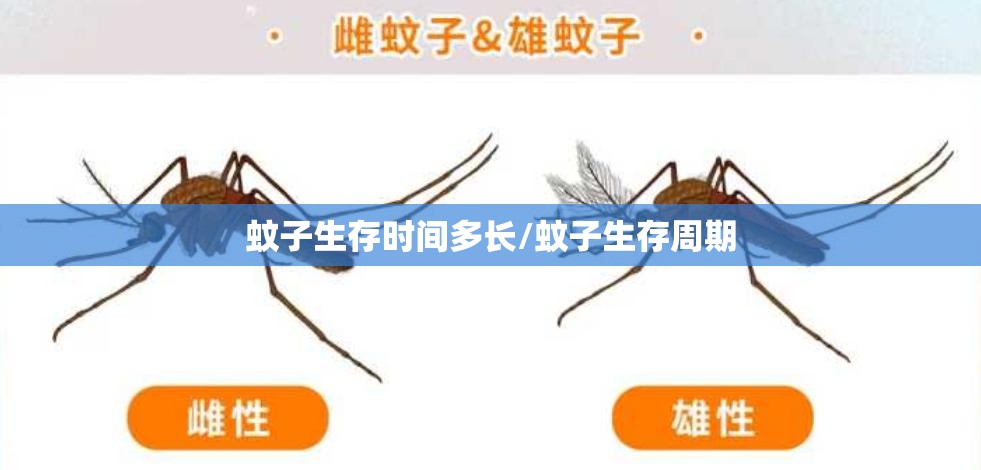 蚊子生存时间多长/蚊子生存周期