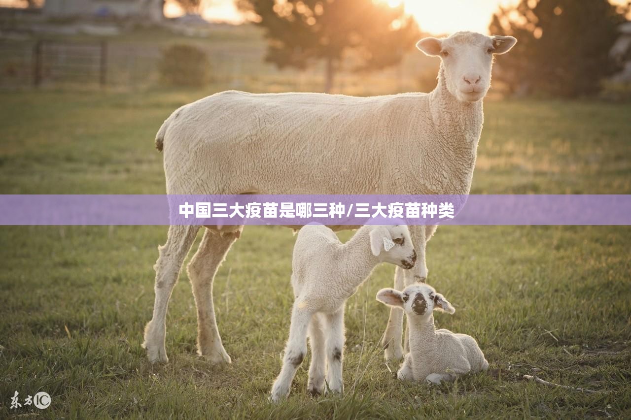 中国三大疫苗是哪三种/三大疫苗种类