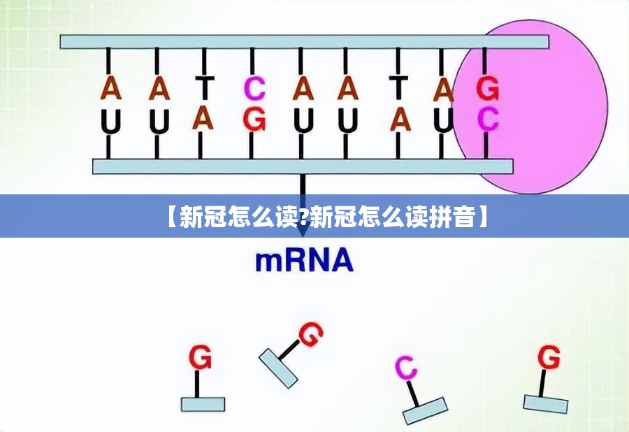 【新冠怎么读?新冠怎么读拼音】