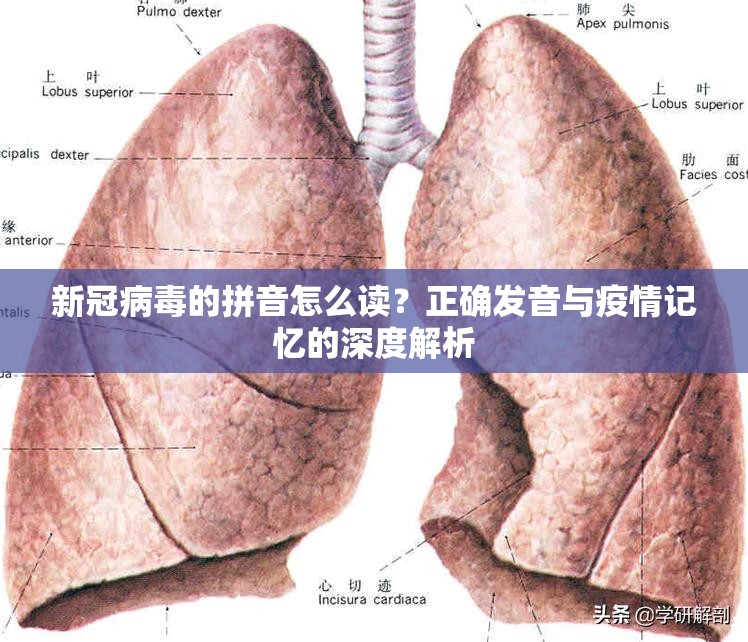 新冠病毒的拼音怎么读？正确发音与疫情记忆的深度解析