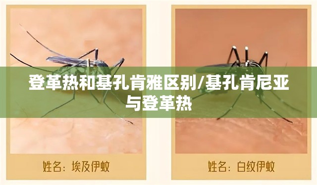 登革热和基孔肯雅区别/基孔肯尼亚与登革热