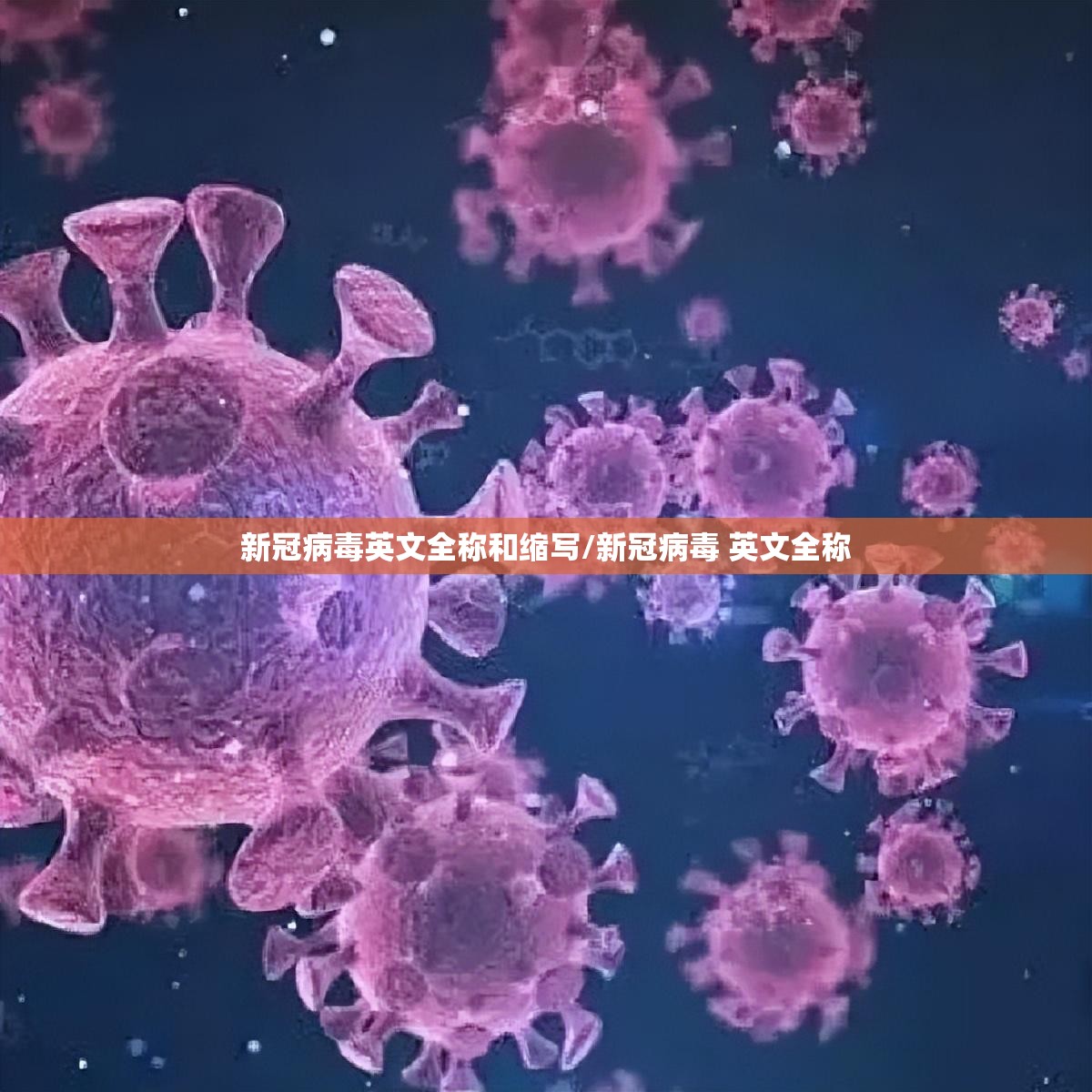 新冠病毒英文全称和缩写/新冠病毒 英文全称
