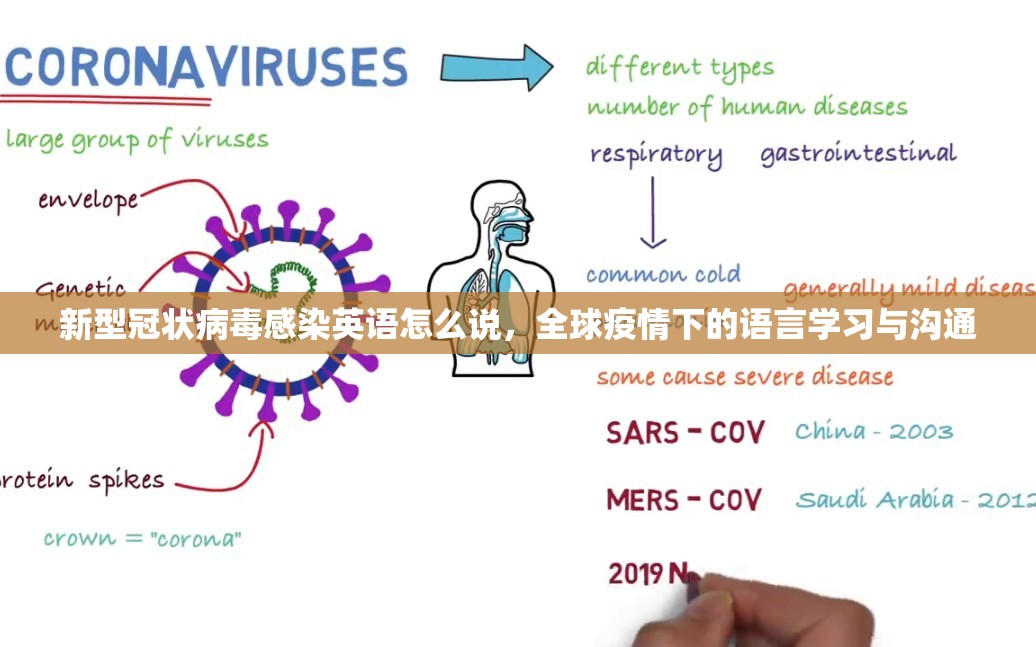 新型冠状病毒感染英语怎么说，全球疫情下的语言学习与沟通