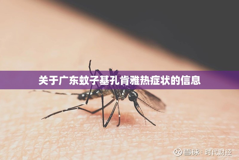 关于广东蚊子基孔肯雅热症状的信息