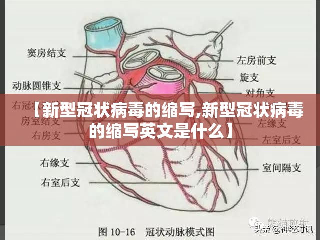【新型冠状病毒的缩写,新型冠状病毒的缩写英文是什么】