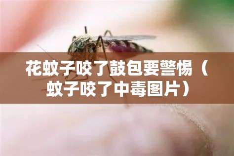 花蚊子咬了鼓包要警惕（蚊子咬了中毒图片）