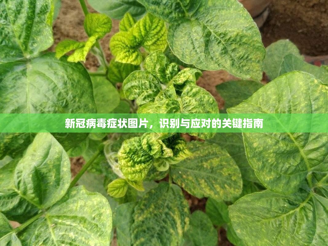 新冠病毒症状图片，识别与应对的关键指南