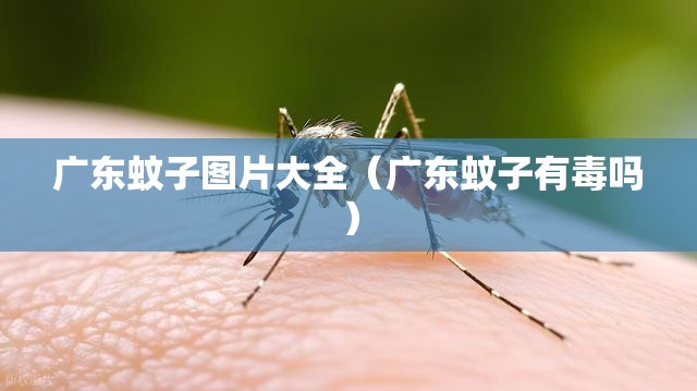 广东蚊子图片大全（广东蚊子有毒吗）