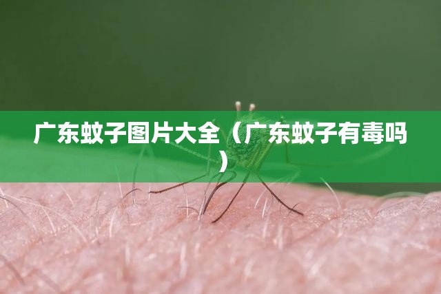 广东蚊子图片大全（广东蚊子有毒吗）