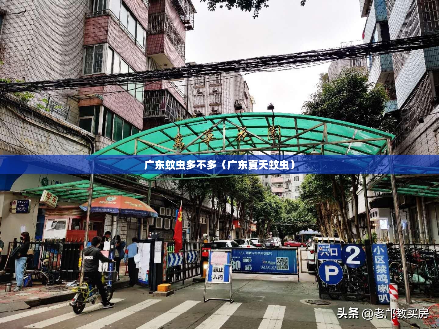 广东蚊虫多不多（广东夏天蚊虫）