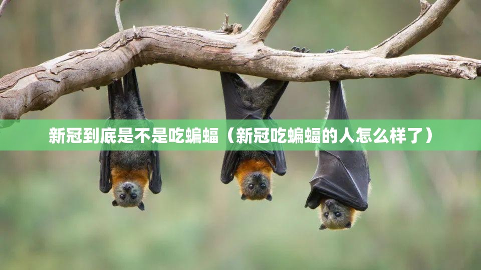 新冠到底是不是吃蝙蝠（新冠吃蝙蝠的人怎么样了）