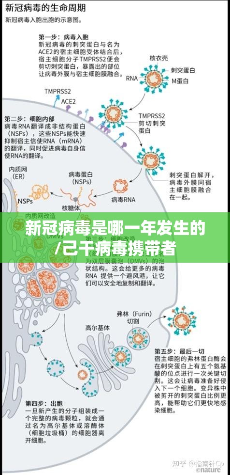 新冠病毒是哪一年发生的/己干病毒携带者