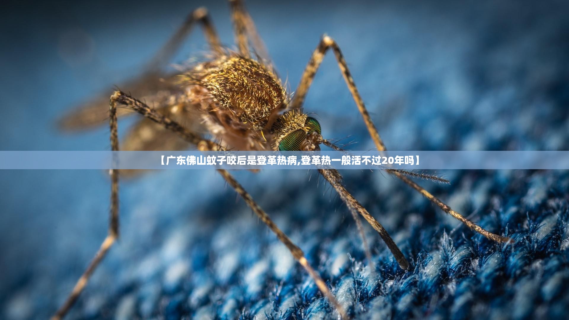 【广东佛山蚊子咬后是登革热病,登革热一般活不过20年吗】