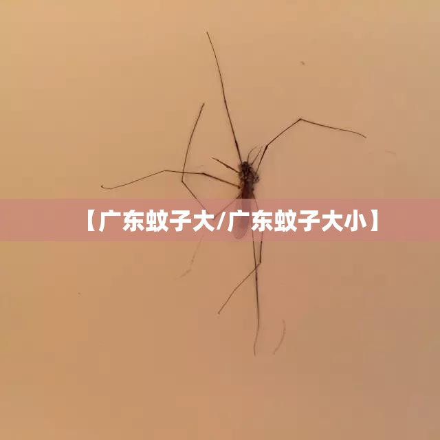 【广东蚊子大/广东蚊子大小】