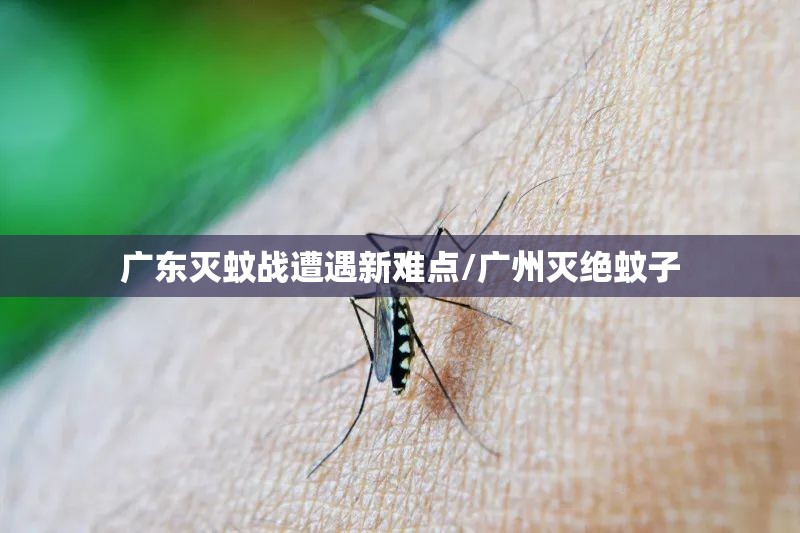 广东灭蚊战遭遇新难点/广州灭绝蚊子
