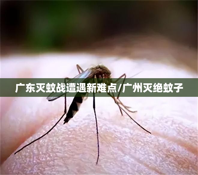 广东灭蚊战遭遇新难点/广州灭绝蚊子