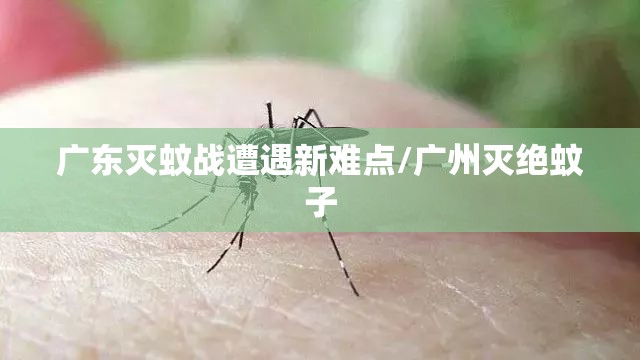 广东灭蚊战遭遇新难点/广州灭绝蚊子
