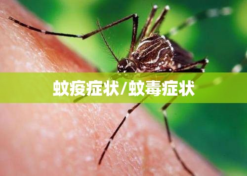 蚊疫症状/蚊毒症状