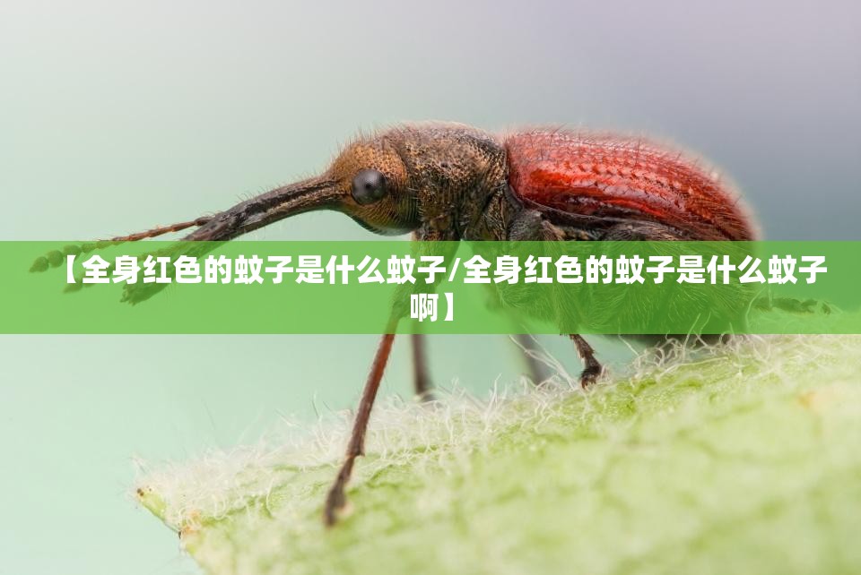 【全身红色的蚊子是什么蚊子/全身红色的蚊子是什么蚊子啊】