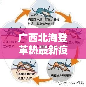 广西北海登革热最新疫情:广西北海登革热最新疫情2024