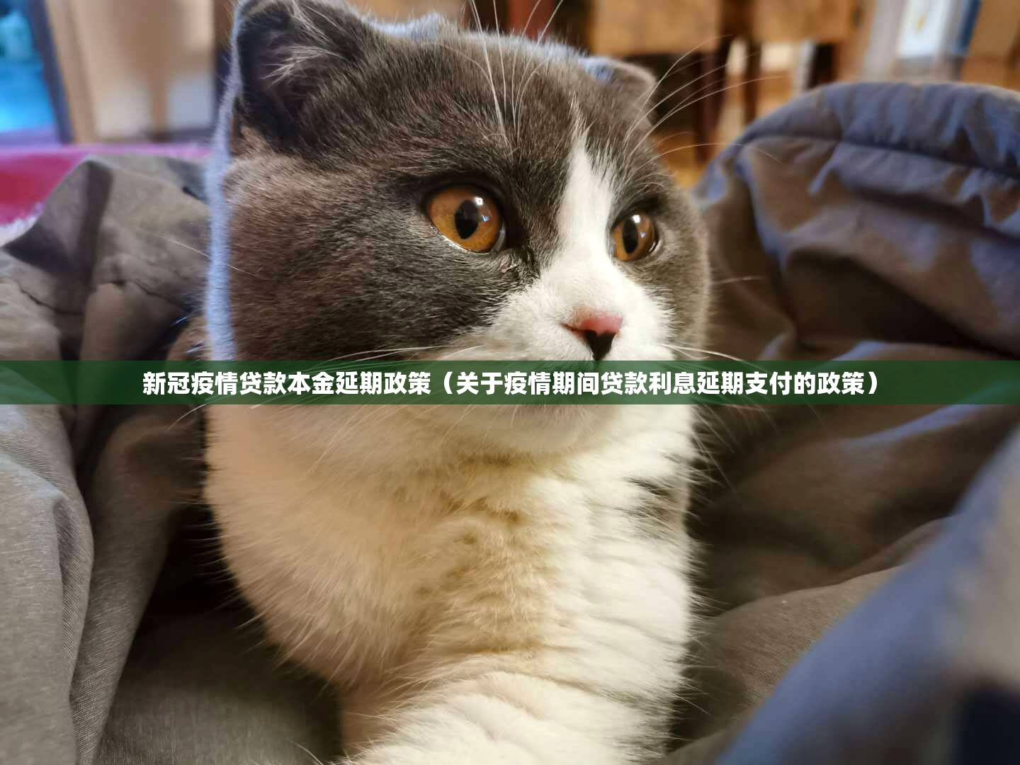 新冠疫情贷款本金延期政策（关于疫情期间贷款利息延期支付的政策）