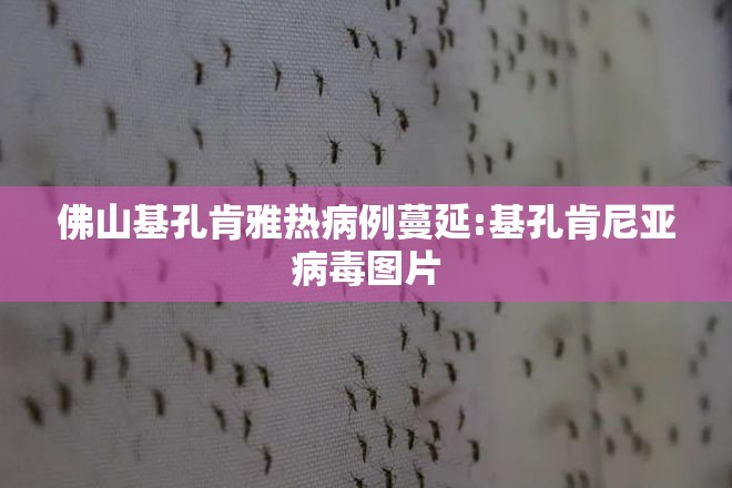 佛山基孔肯雅热病例蔓延:基孔肯尼亚病毒图片